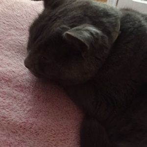 Meet your Posher, Libby